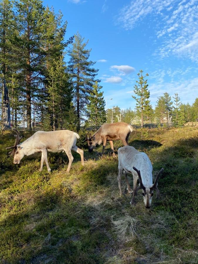 Villa Haukka Saariselka Exteriér fotografie